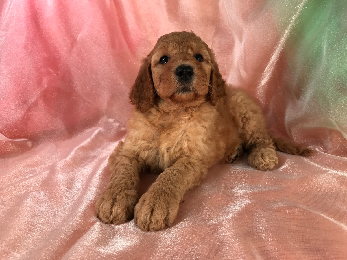 Red Female Labradoodle Puppy for Sale DOB 4-19-2018 $950